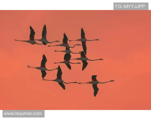 盐城湖与伐木者的对决探讨生态保护与资源开发的平衡之道