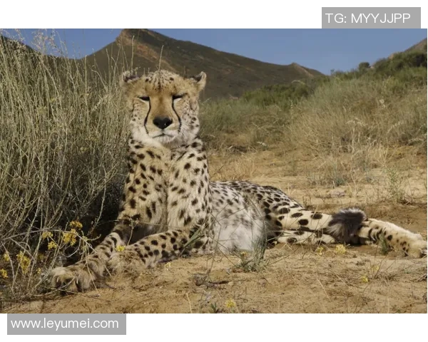 美洲狮与阿特拉斯精彩对决比分揭晓赛况分析与精彩瞬间回顾 美洲狮与阿特拉斯精彩对决比分揭晓赛况分析与精彩瞬间回顾